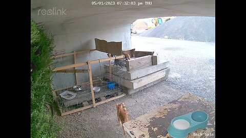 3 kittens looking for food