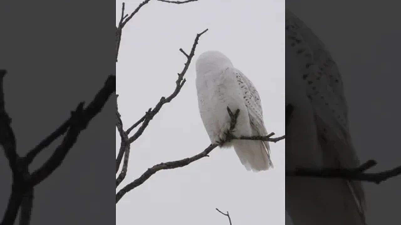 Snowy Owl In A Tree Looking For Prey #shorts #shortvideo #shortsvideo