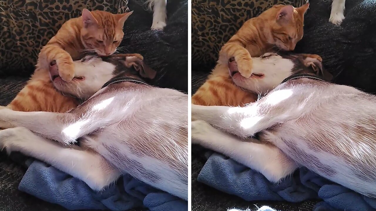 Kitten Gives Puppy An 'Angry' Bath