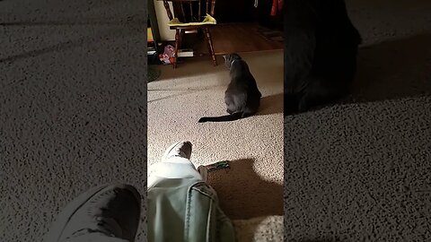 #cat