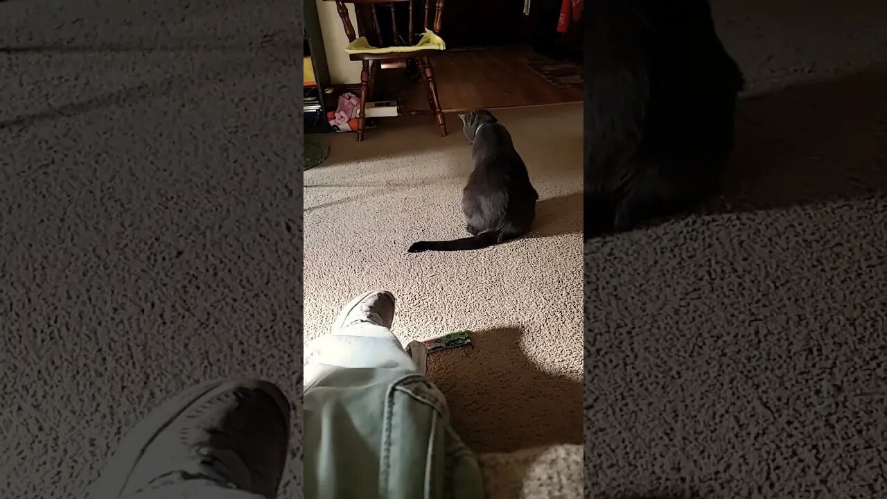 #cat