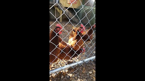 CHICKENS!!! I found chickens in a client's backyard!!