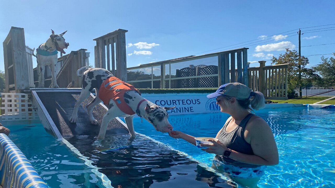 How to encourage Great Danes to safely enter a pool