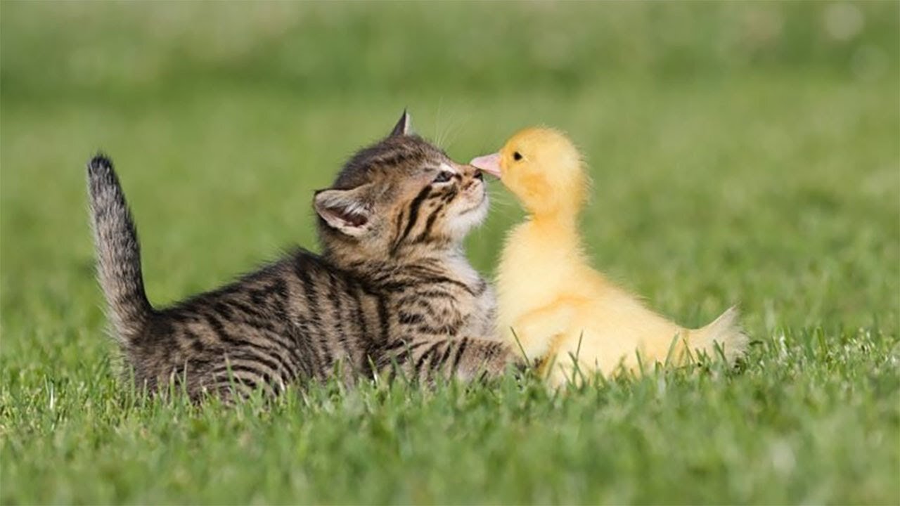 Best friends kitten and bird cuddle buddies