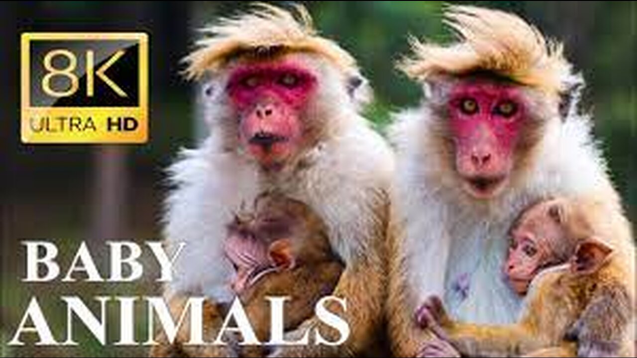 BABY ANIMALS 8K ULTRA HD - Cute Baby Animals Around the World