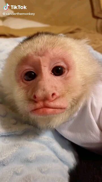 Cute monkey on tikitok