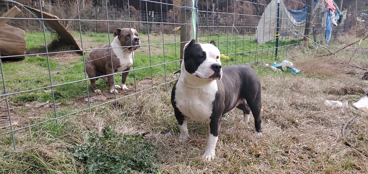 MsuBullyFarm Aliendawgs Bloodline 97924oo744