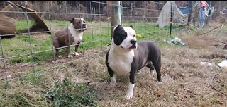 MsuBullyFarm Aliendawgs Bloodline 97924oo744