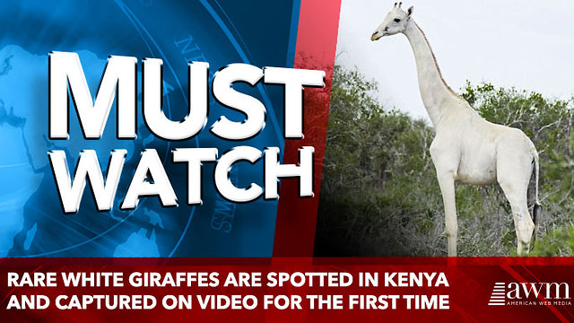 Rare WHITE giraffes are spotted in Kenya and captured on video for the first time