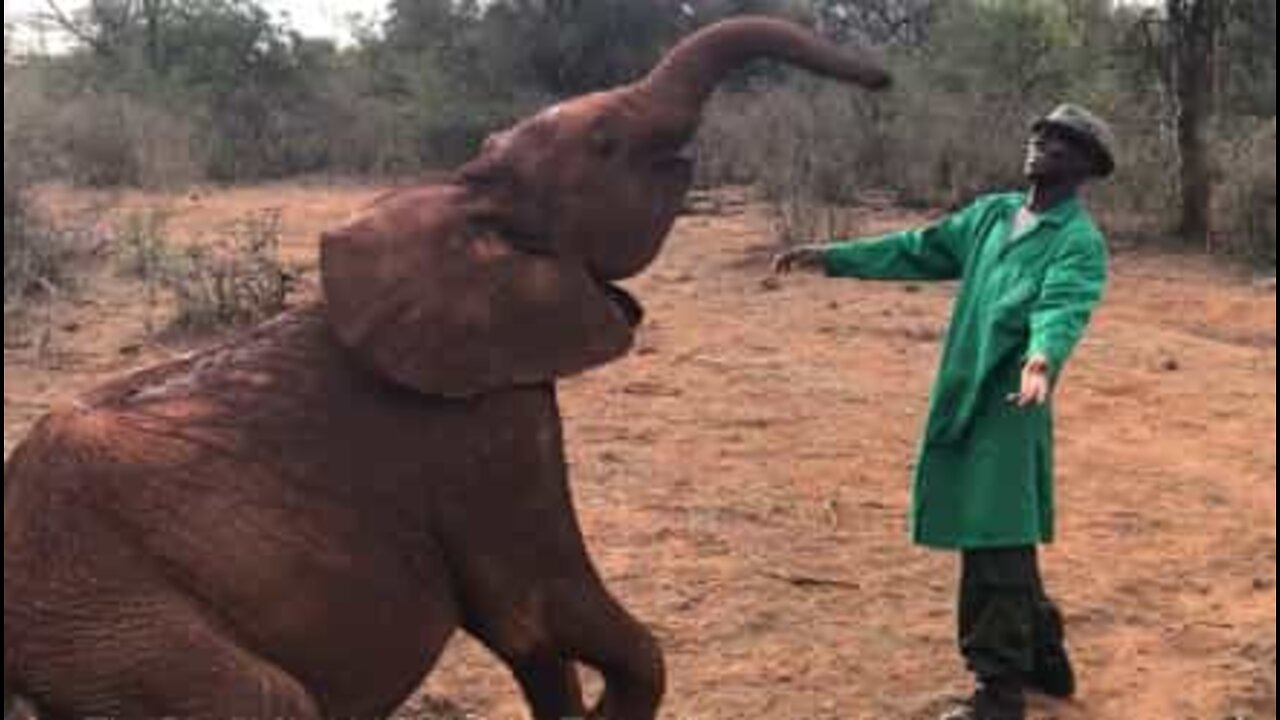 Elefante bebê dança com seu cuidador no Quênia