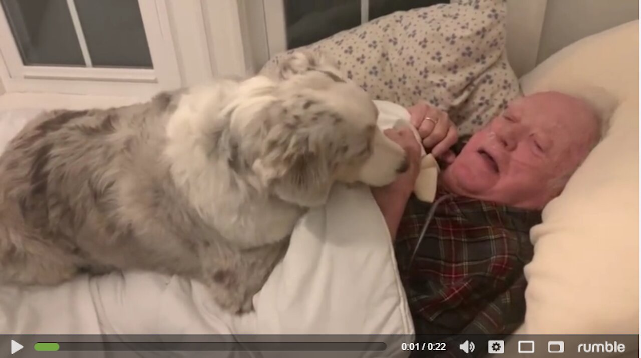 Australian Shepherd cuddles & comforts great-grandfather!