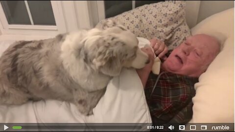 Australian Shepherd cuddles & comforts great-grandfather!