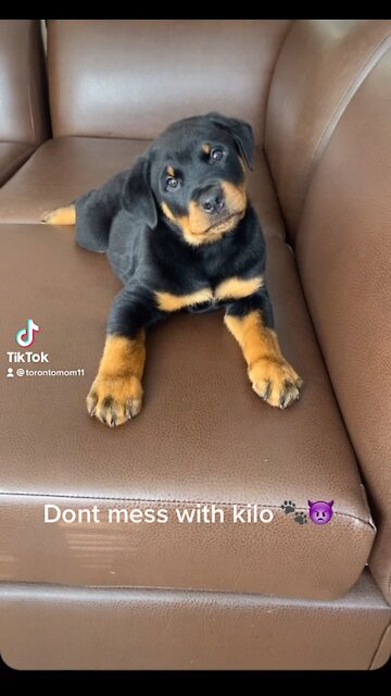 Don’t mess with kilo🐾👿