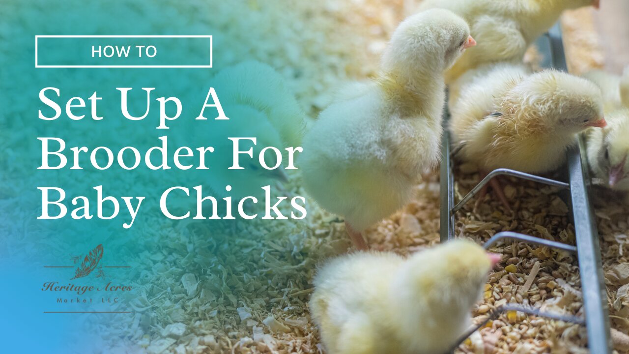 How To Set Up A Brooder For Chicks And Keets (Bringing Home Mail Order Chicks & Guinea Keets Part 1)