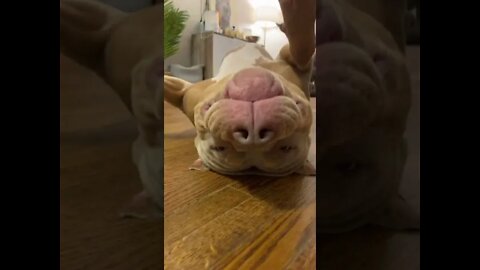 bravo pit bull