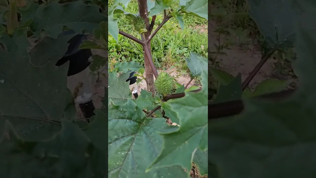 Jimsonweed - devil's thorn apple #homestead
