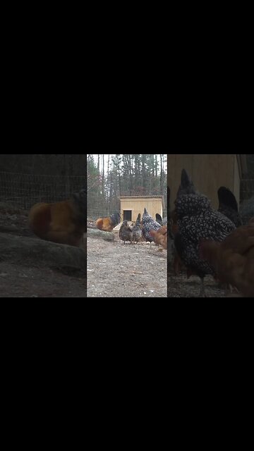 Chickens Enjoying Scratch On A COLD Morning In New Hampshire | #shorts