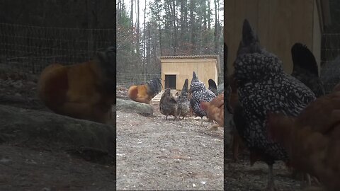 Chickens Enjoying Scratch On A COLD Morning In New Hampshire | #shorts