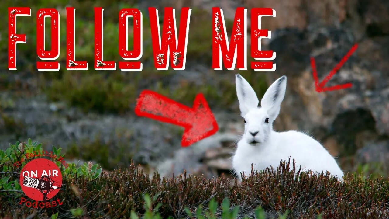 Follow the White Rabbit!