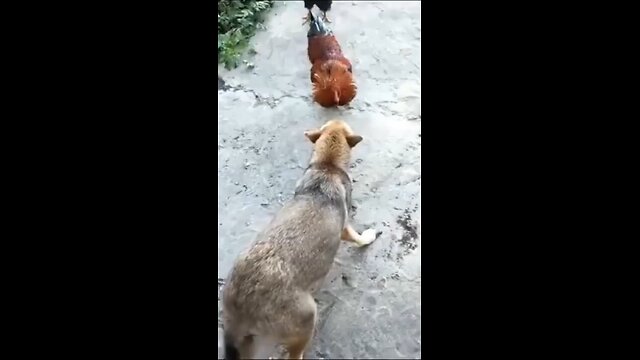 dog funny video