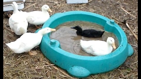 Duck is stuck in a Turtle Swimming Pool