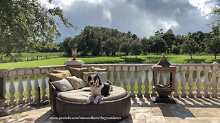 Great Dane admires Hurricane Dorian's calm before the storm