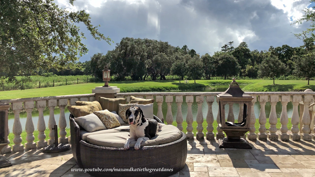 Great Dane admires Hurricane Dorian's calm before the storm