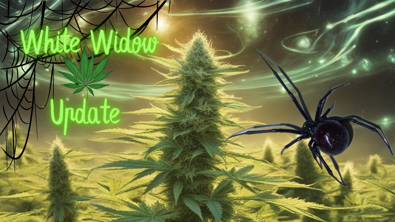 White Widow Update