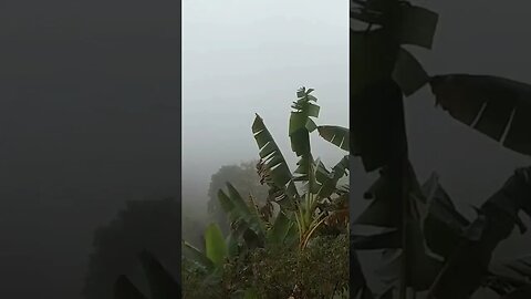 Very Heavy Rain #rainsounds #stressrelief #sleepsounds
