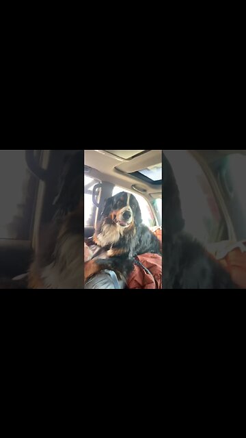 Good Morning from Park City #doublenickelroadtrip #bernesemountaindog #overlanding #carcamping