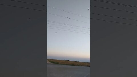 Little NOISY Kansas birds