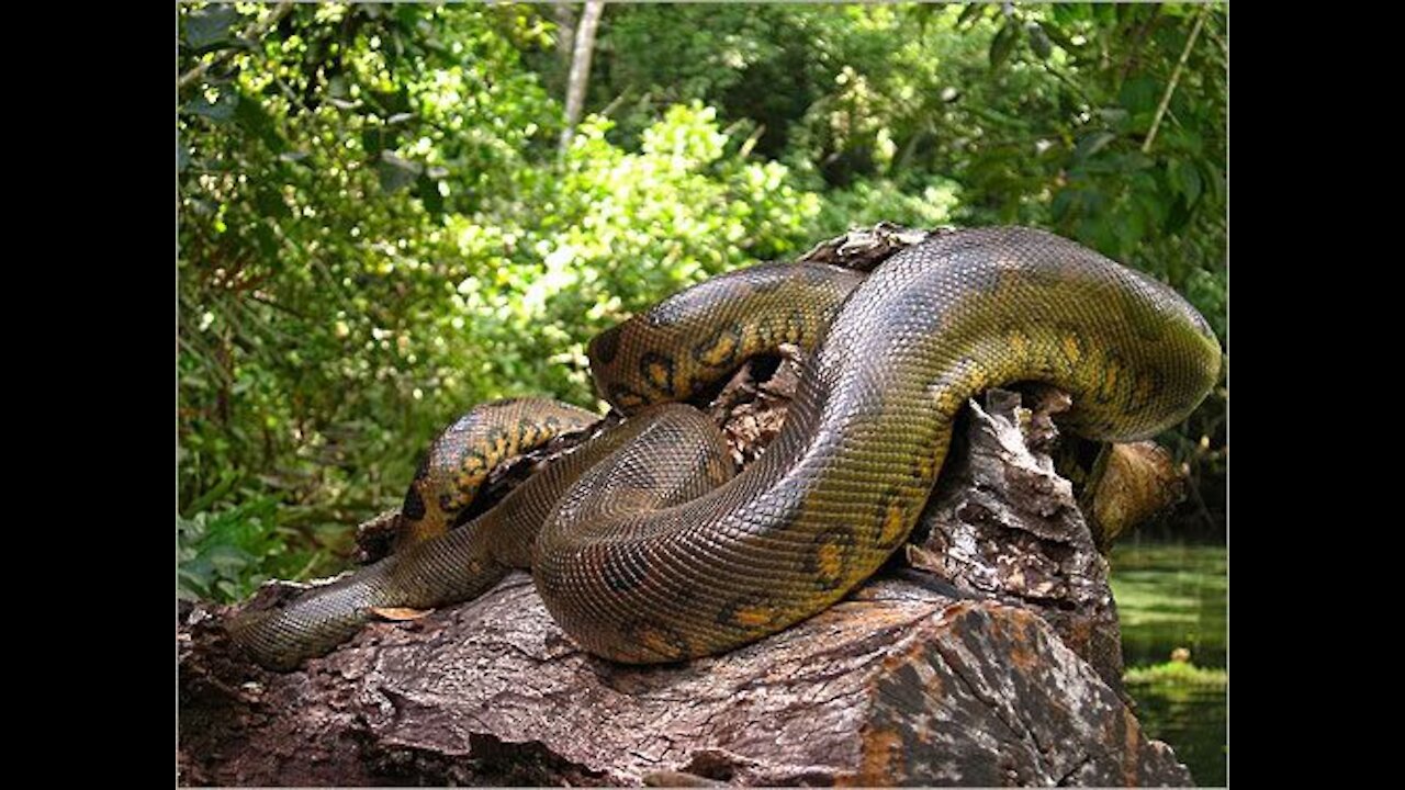 Amazon forest in anaconda video// watch video// most dangerous