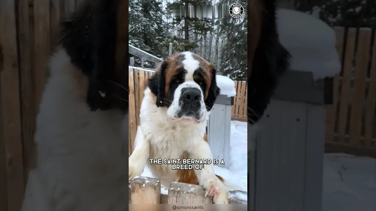 St. Bernard 🏔️ Rescue Legend of the Alps!