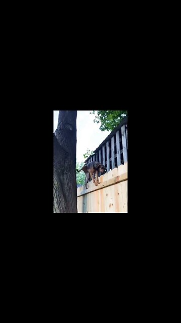 Ninja dog...🐶🐾🤯 #shorts #shortsfeed #clips #shortvideo