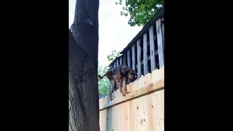 Ninja dog...🐶🐾🤯 #shorts #shortsfeed #clips #shortvideo