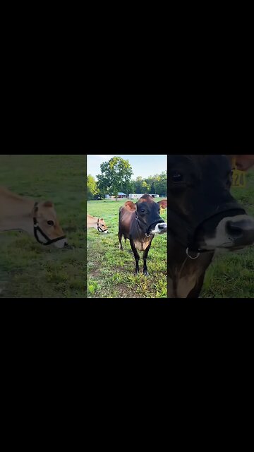 It’s called cowgebra… #shorts #jerseycows #homesteading