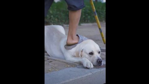 DOG SAVE BLIND MAN LIFE 😚😚😗