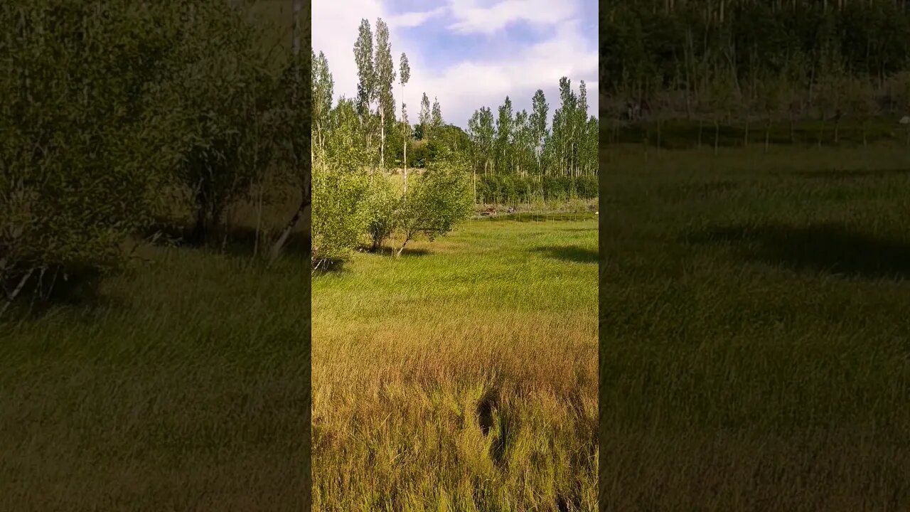 Bhul jawo shandur ko visit karo Chitral ki #nature #youtubeshorts #ytshorts