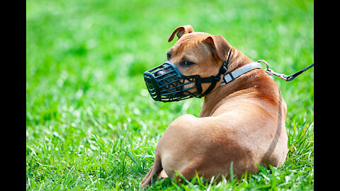 dangrous Dog