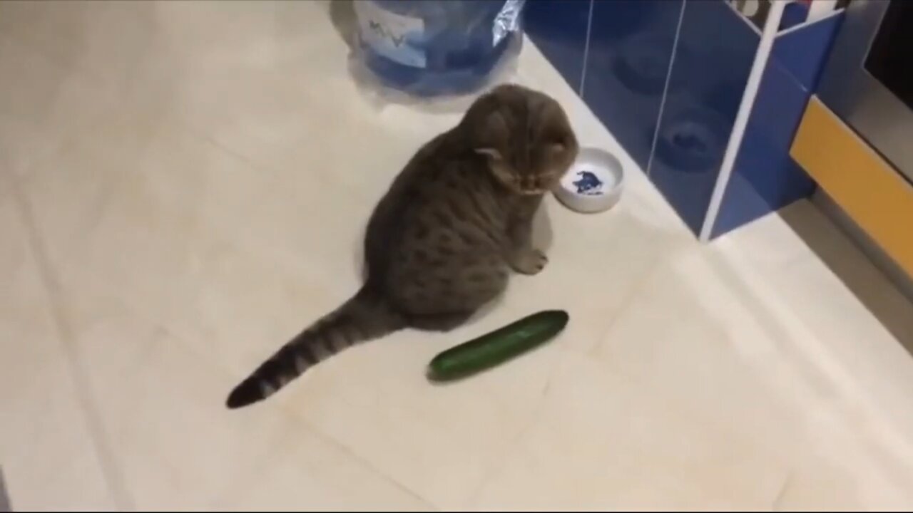 Funniest Cats vs cucumbers Awesome Funny Pet Animals Videos