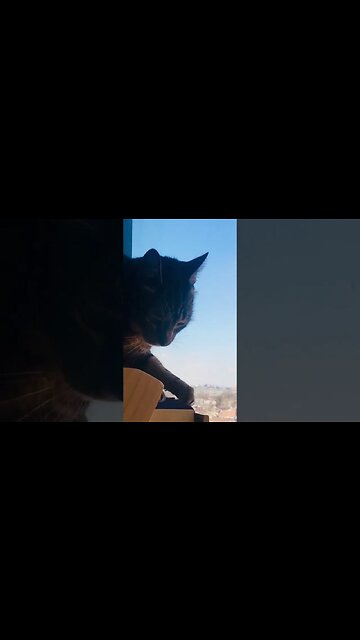 Watch this BEFORE you rehome your cat #shorts