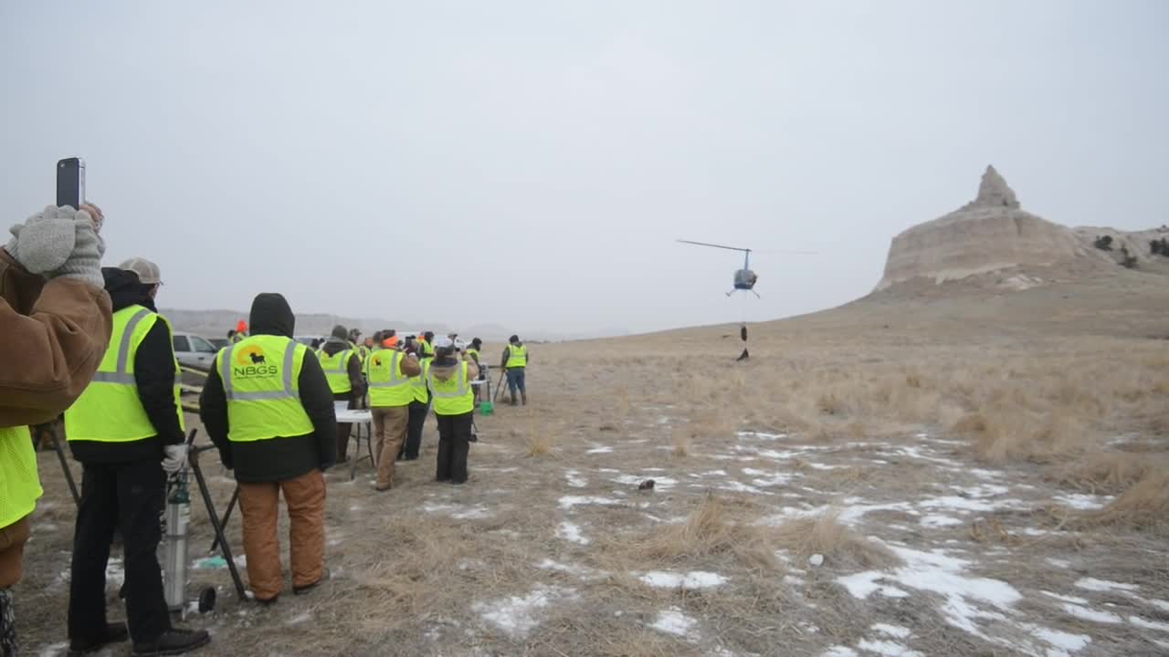 Bighorn sheep processing