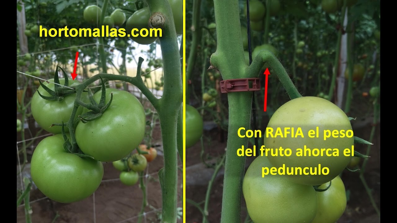 Como instalar una malla espaldera para entutorar tomates