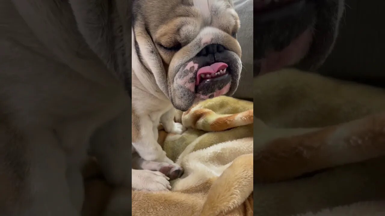 Ummm Bad Boy? 🤦🏻‍♂️ #englishbulldog