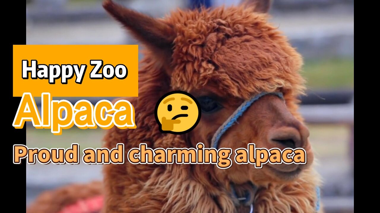 Proud and charming alpaca