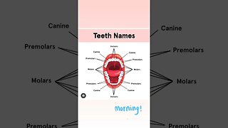 TEETH NAMEs