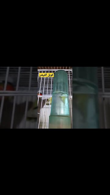 كوبلا الفيشر كيوت روعة مرحبا