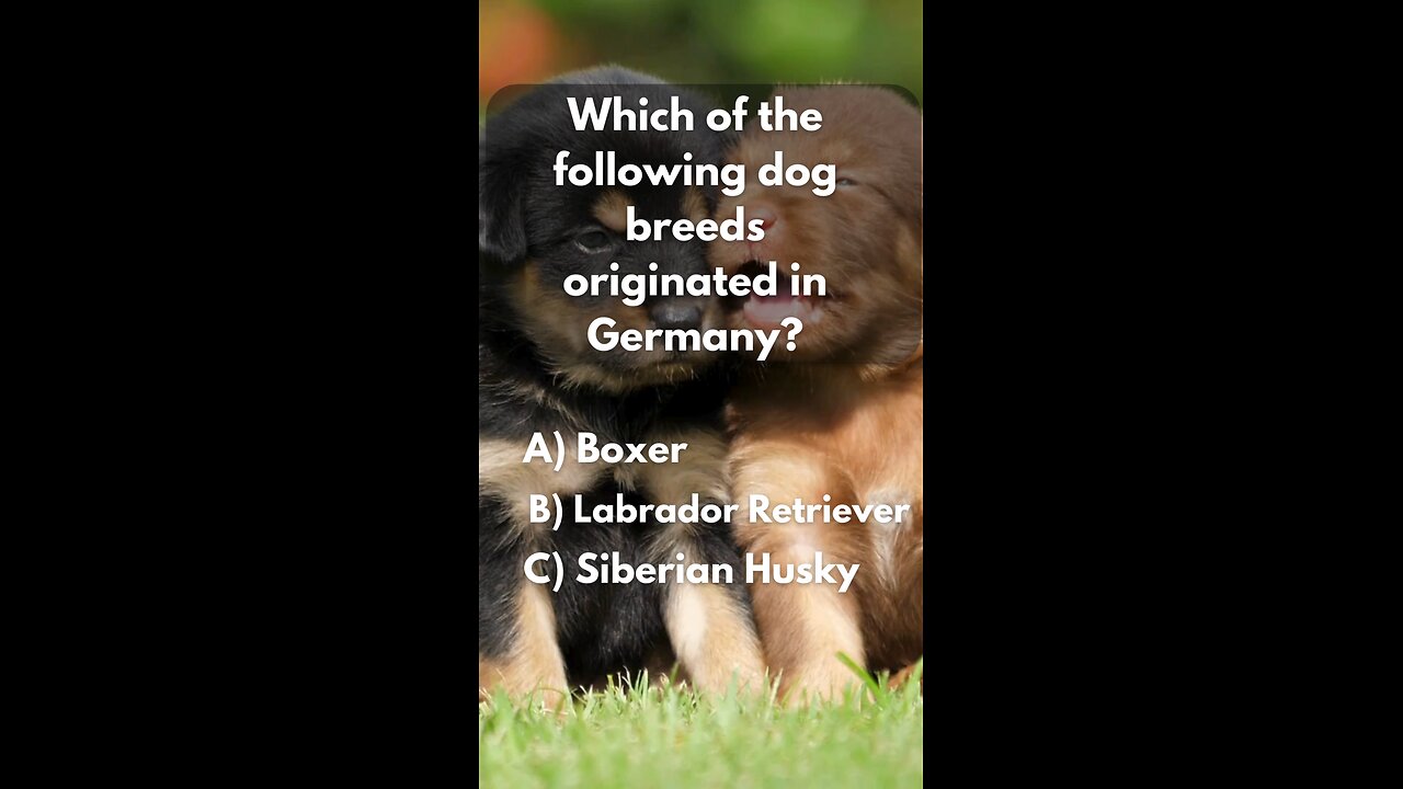 Dog Trivia Time-Every pet Lover should know!