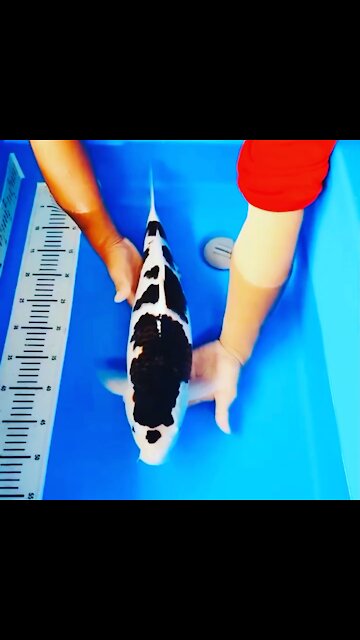 Jumbo Sumi Goromo Koi 😍🔥🇯🇵 High Quality Amazing 😻 🎏😮