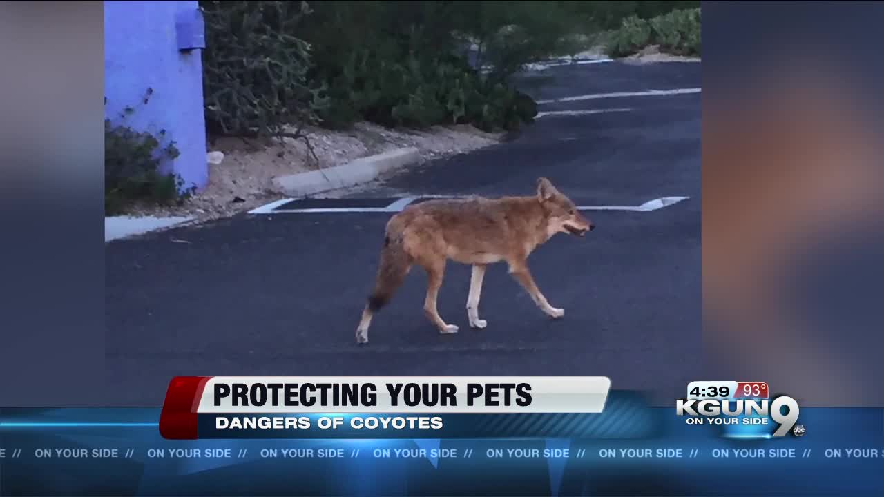 How to protect your pets from coyotes